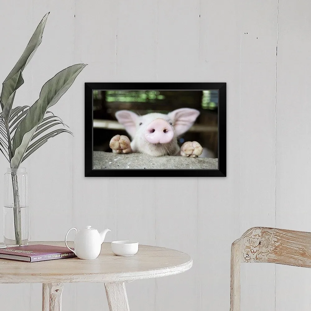 "Curious little pig, Philippines" Black Framed Print