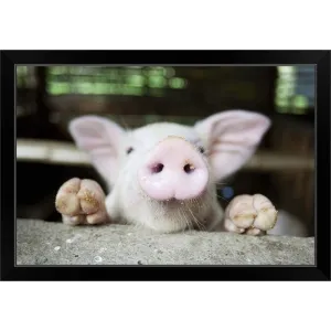 "Curious little pig, Philippines" Black Framed Print