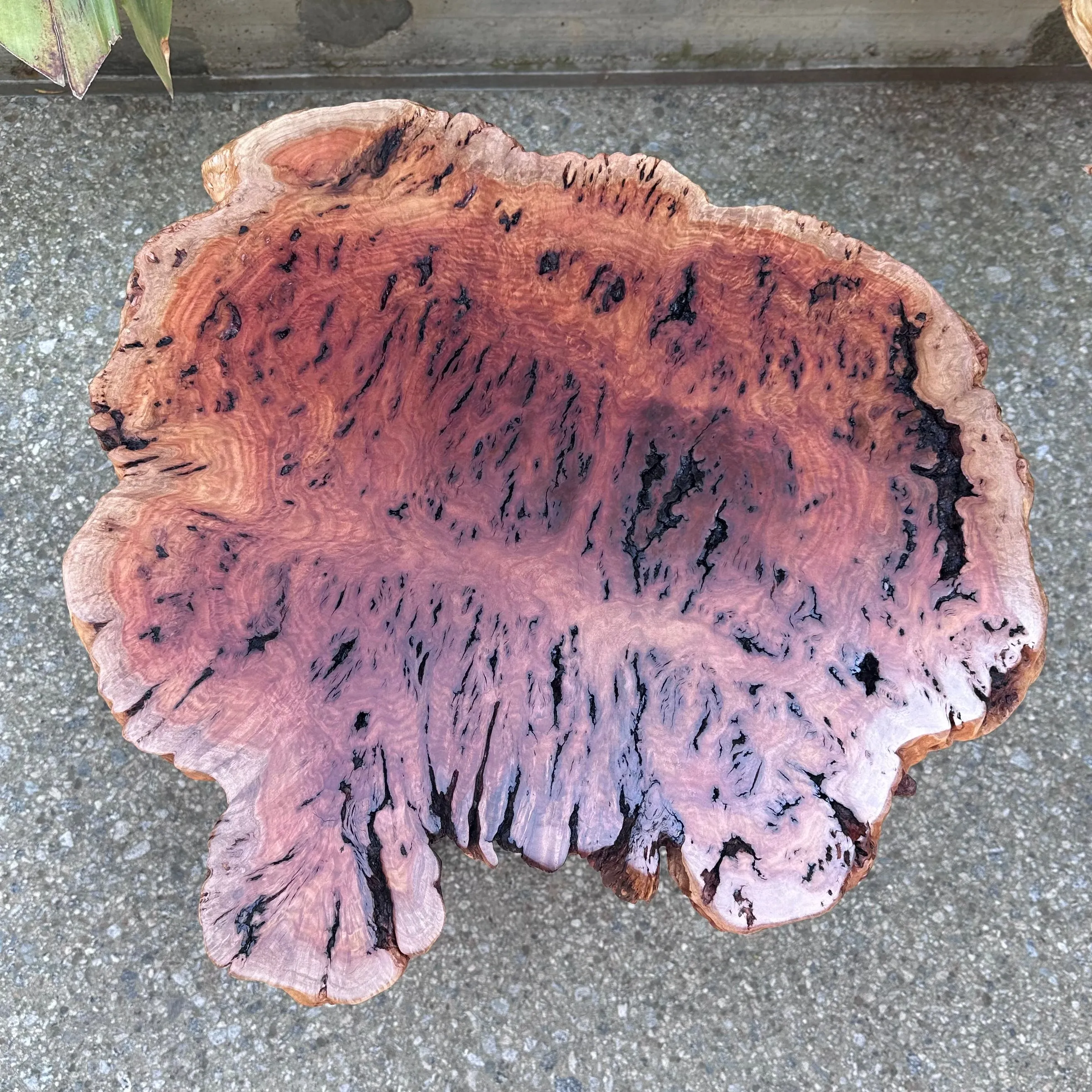 Red Mallee / Claro Walnut Pedestal Table